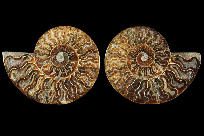 Sliced Ammonite Fossil - Agatized #114866